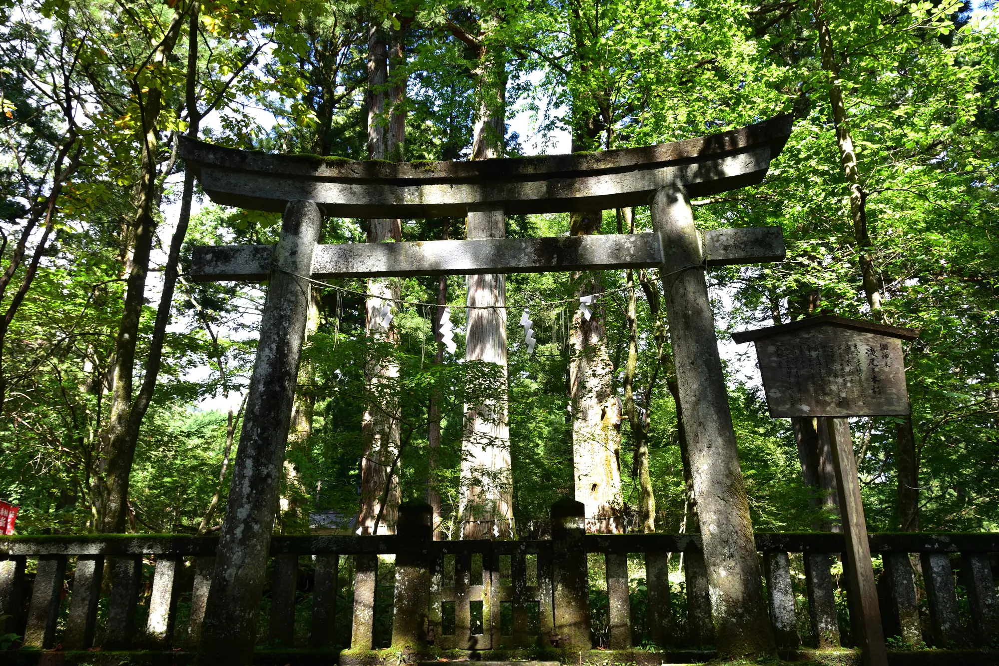 栃木のパワースポット：第3位　瀧尾神社　滝尾三本杉