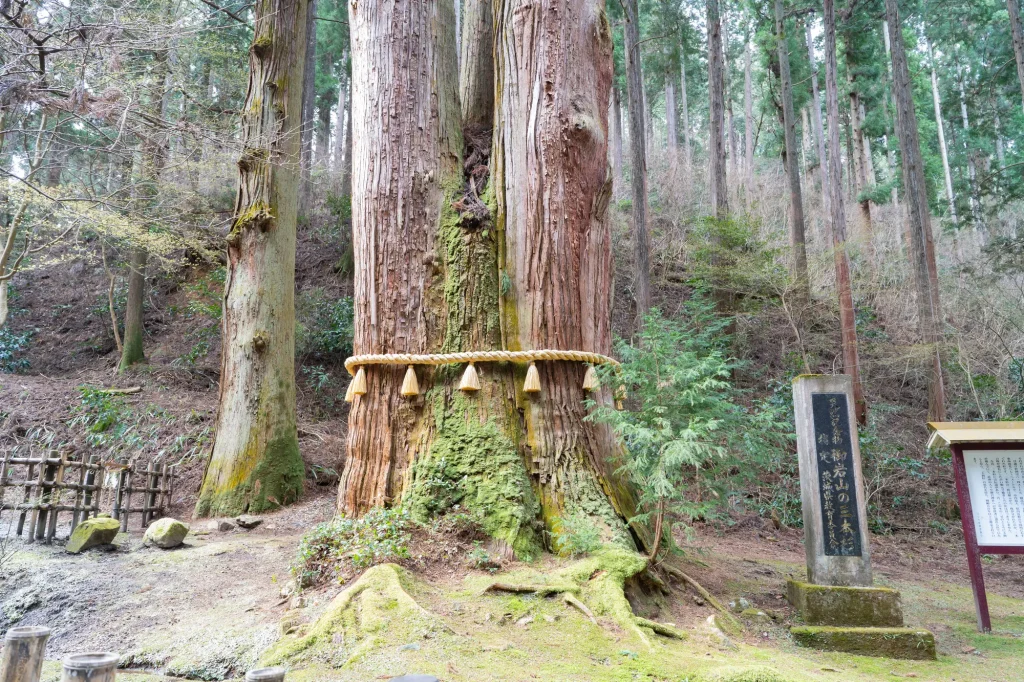 茨城　パワースポット：第3位　御岩神社　三本杉
