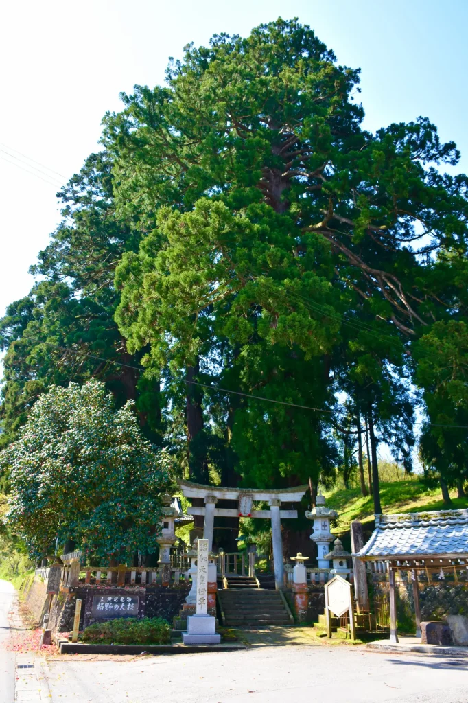 石川県　パワースポット：第7位　栢野の大杉　菅原神社