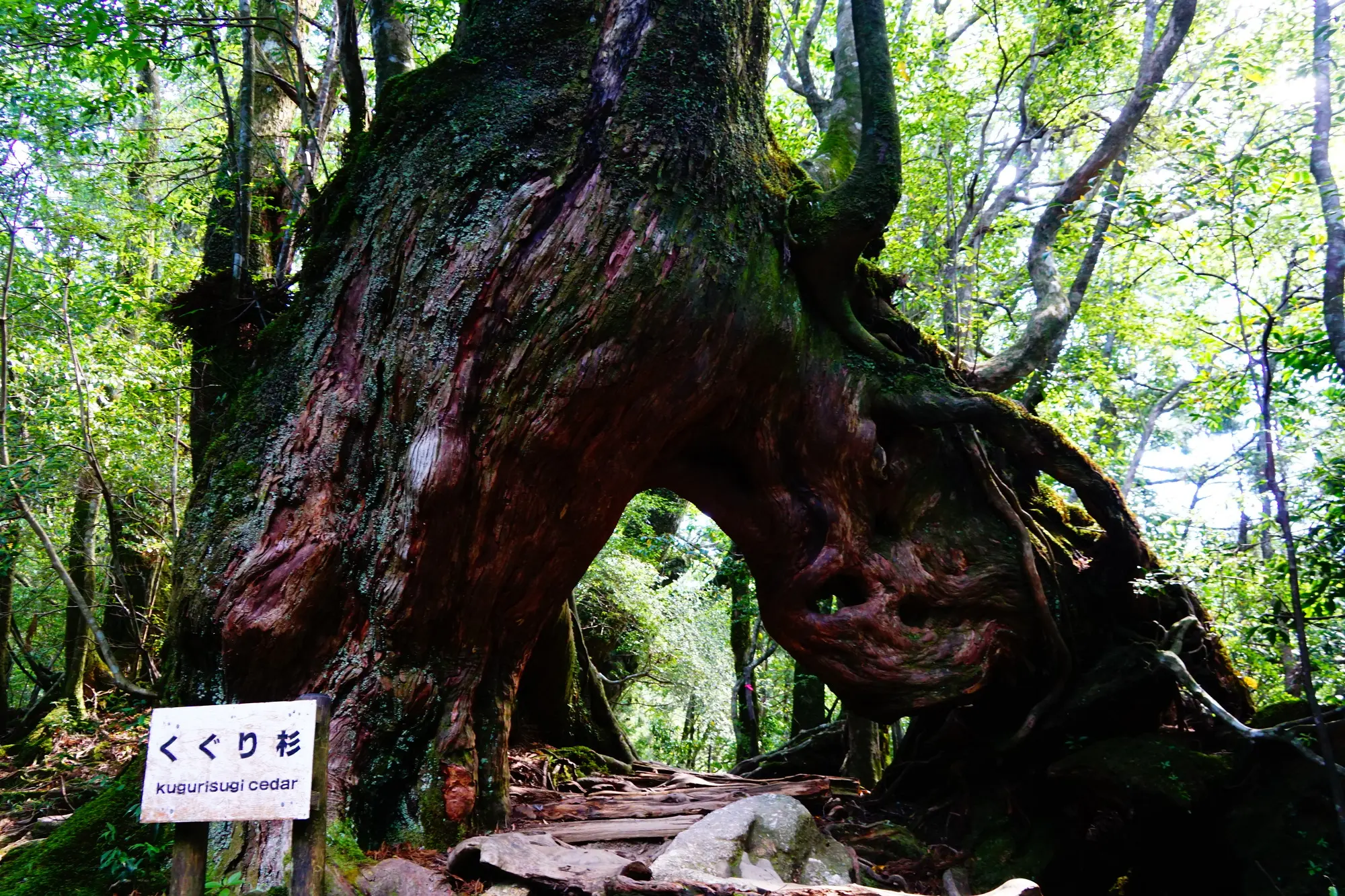 鹿児島　パワースポット：第10位　白谷雲水峡　くぐり杉