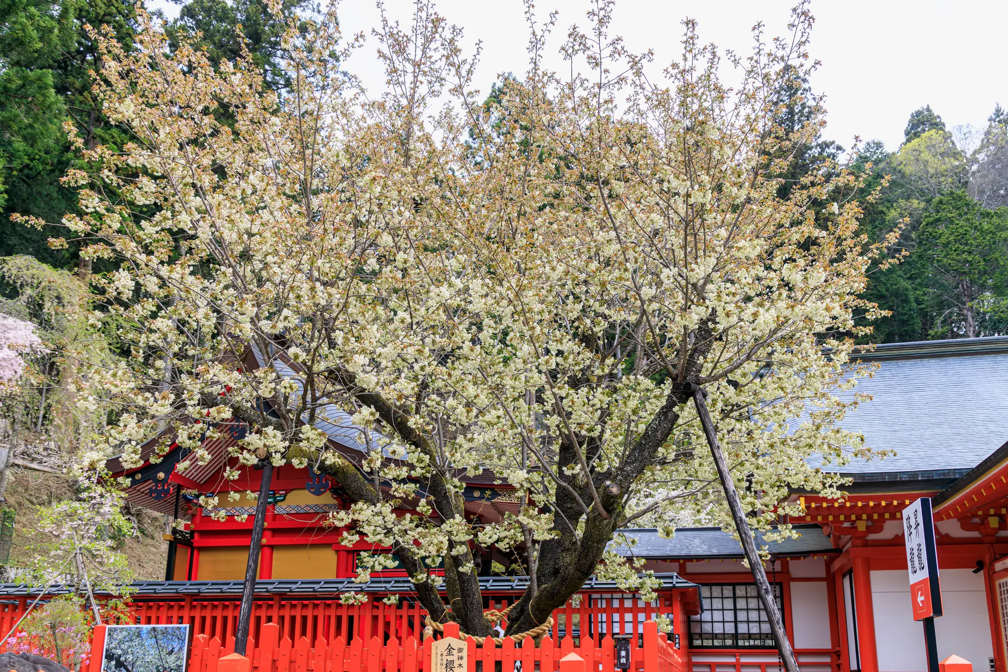 山梨　厄除け・厄払い　パワースポット：第7位　金櫻神社 鬱金の櫻