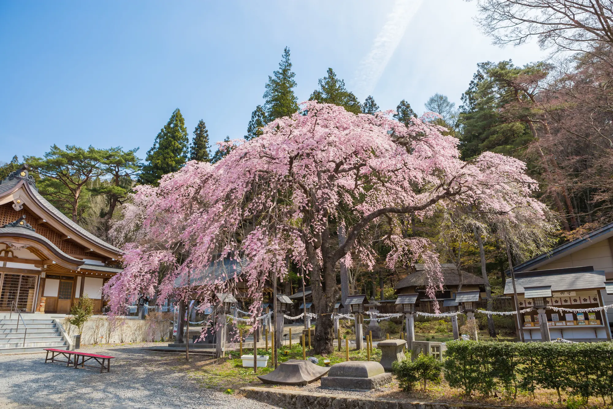 福島　縁結びパワースポット：第3位　南湖神社　楽翁桜