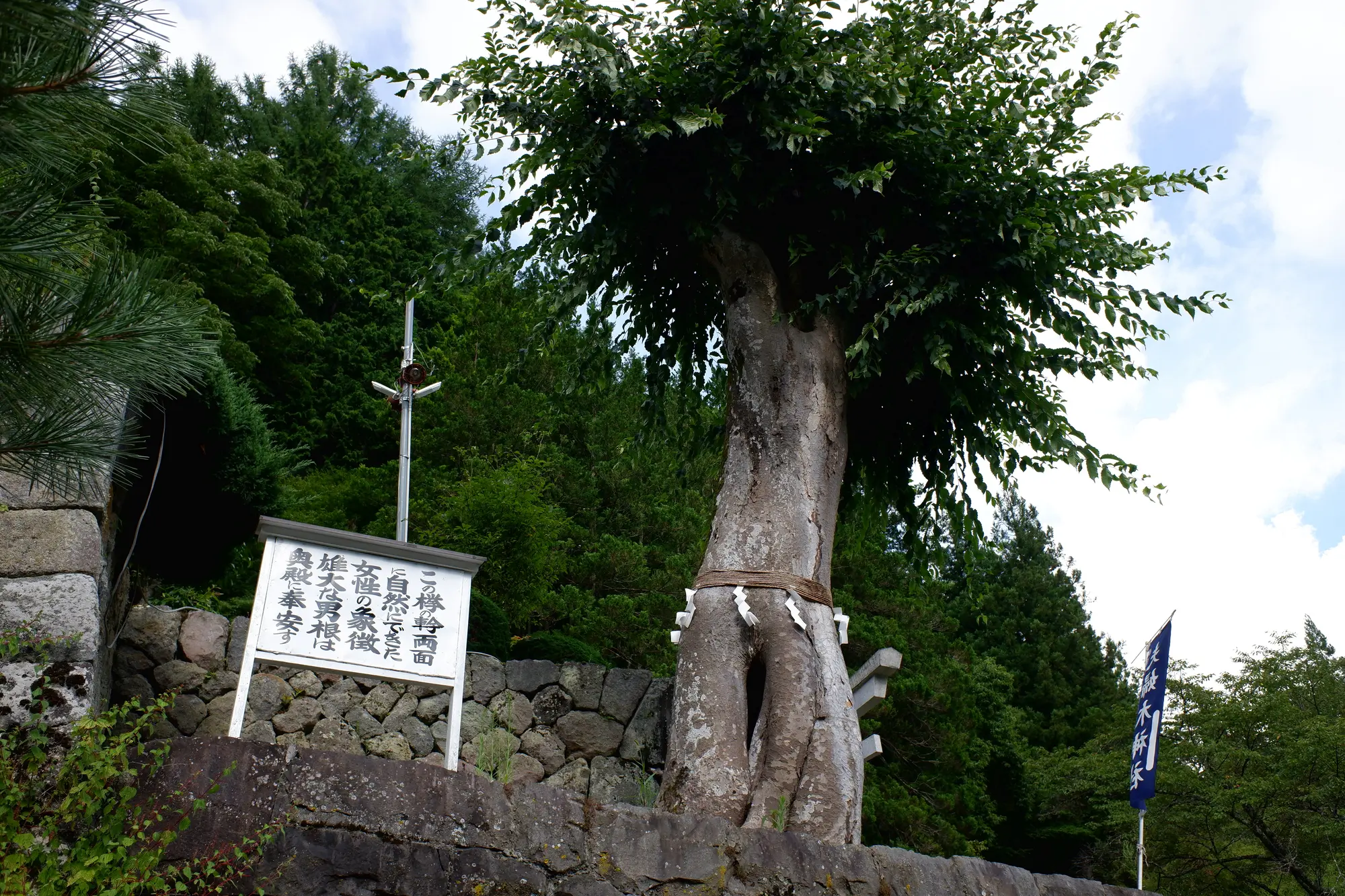 山梨　縁結びパワースポット：第5位　夫婦木神社　ご神木