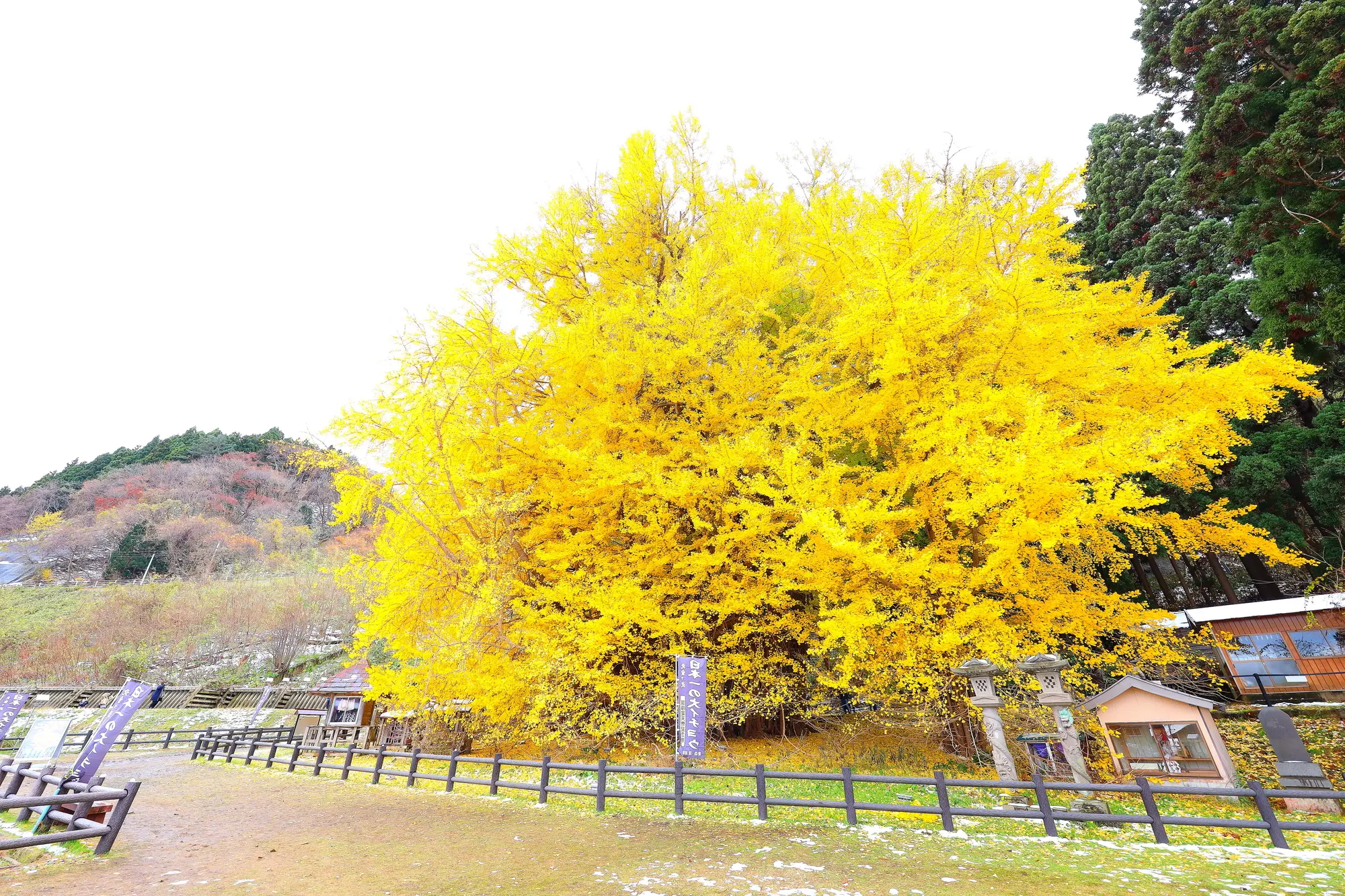 青森　パワースポット：第10位　北金ヶ沢の大イチョウ