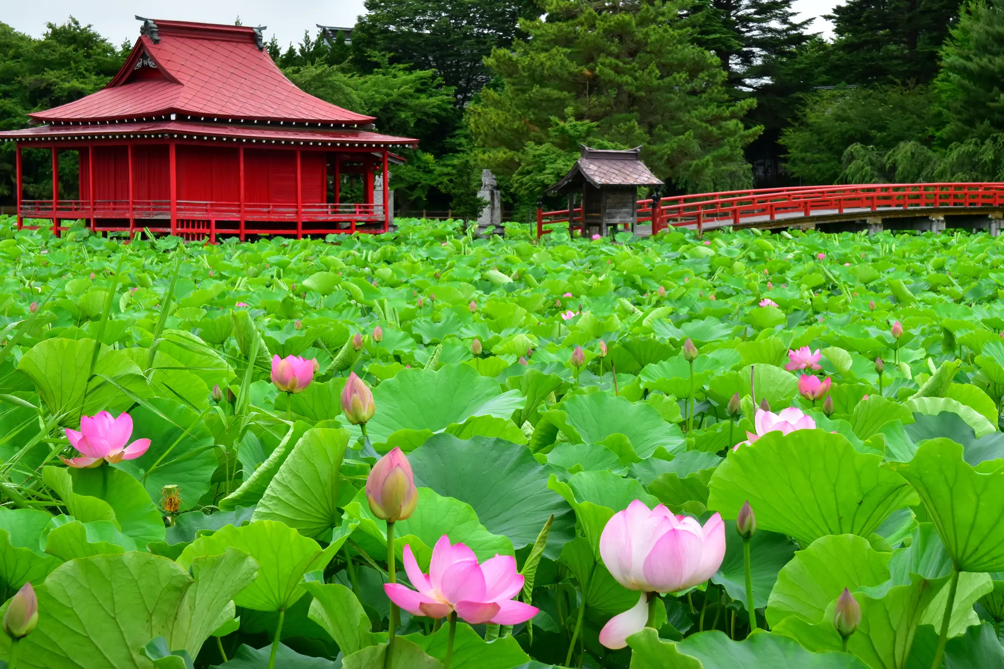 青森　厄除け・厄払い　パワースポット：第3位　猿賀神社　鏡ヶ池の蓮の花