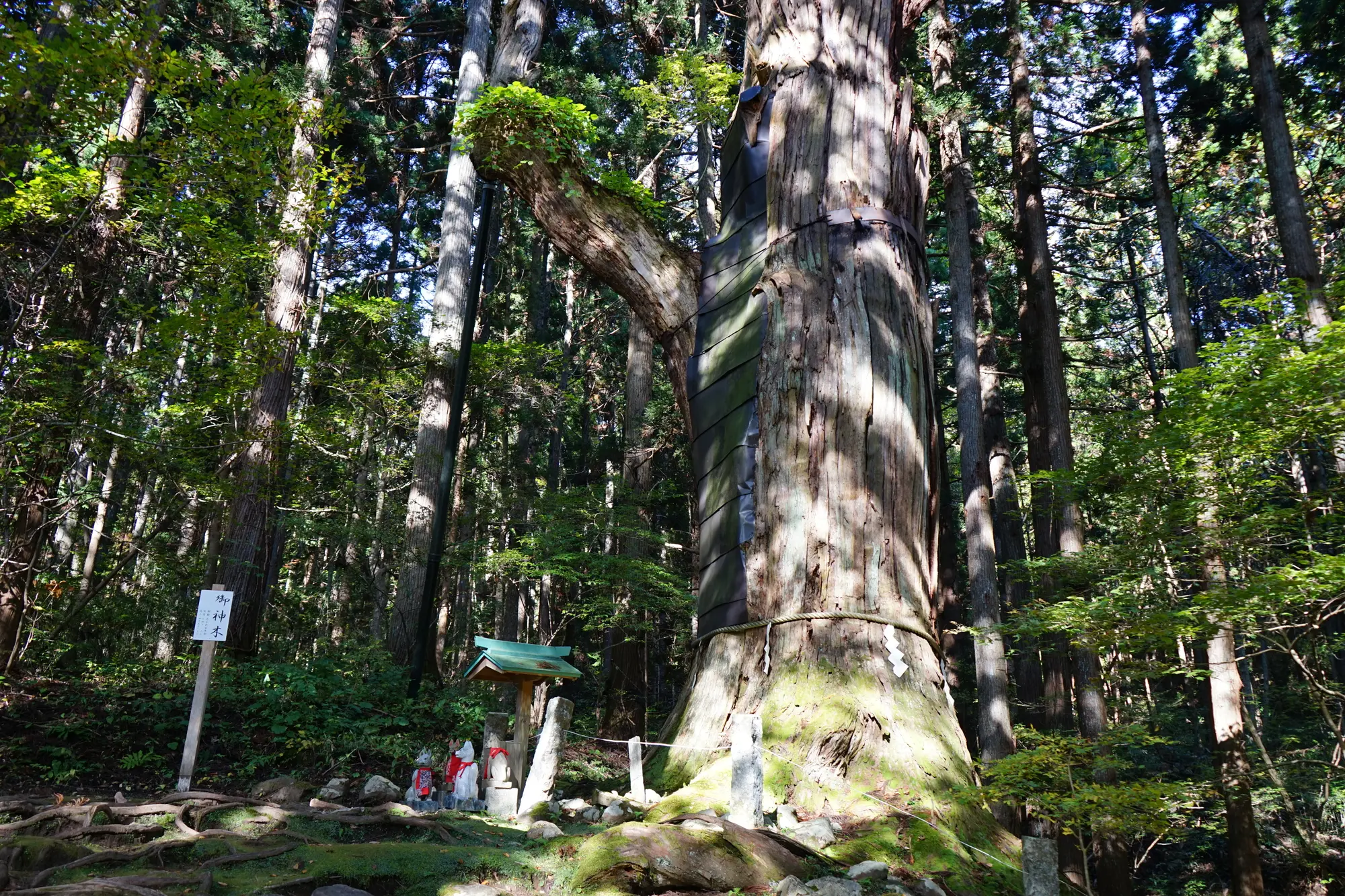 岩手　パワースポット：第9位　志和稲荷神社　大杉