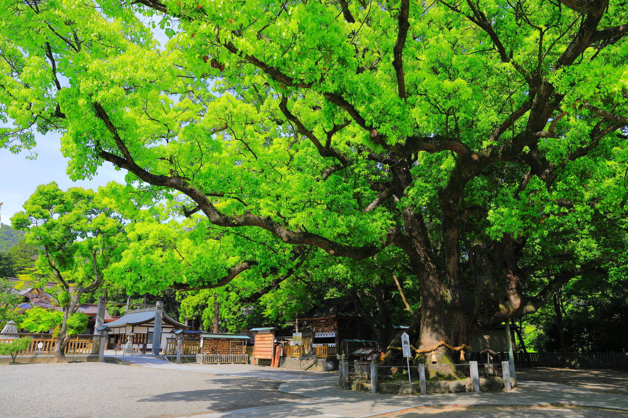 徳島　パワースポット　第１位　大麻比古神社