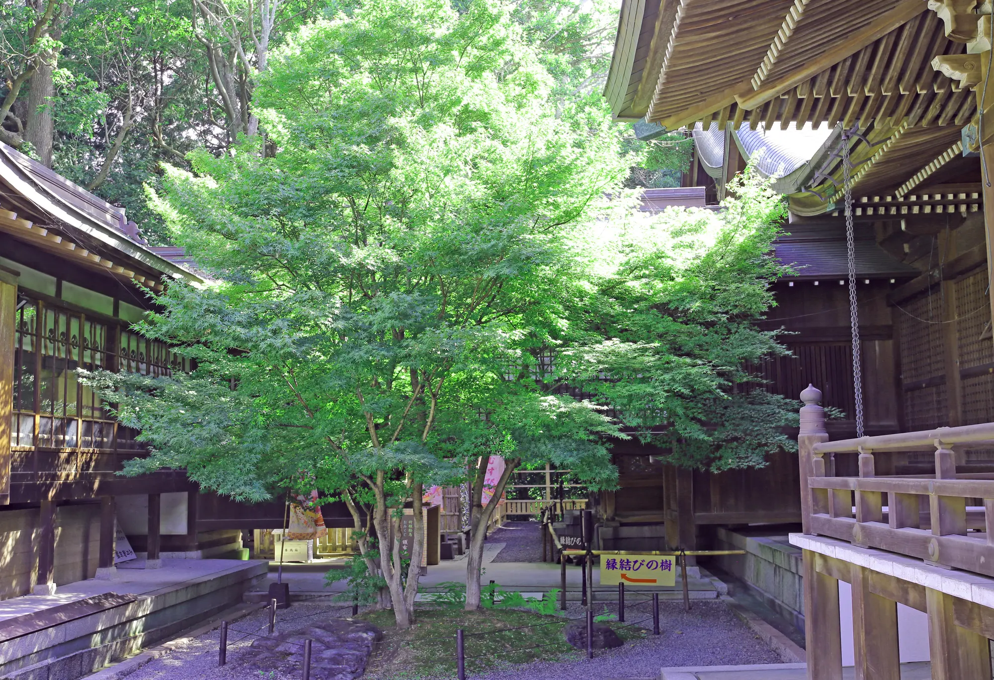 山口　縁結びパワースポット：第1位　琴崎八幡宮　縁結びの木