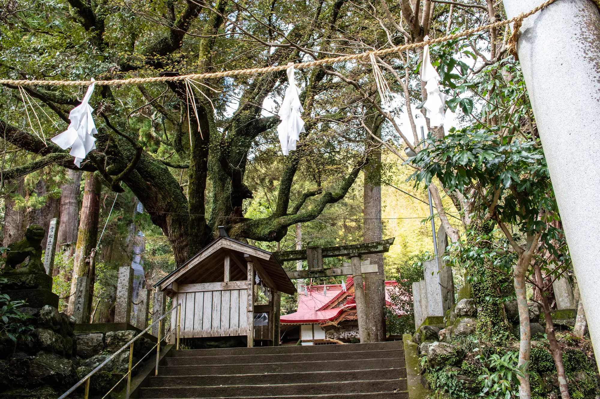 高知県パワースポット：第4位　杉の大杉　八坂神社