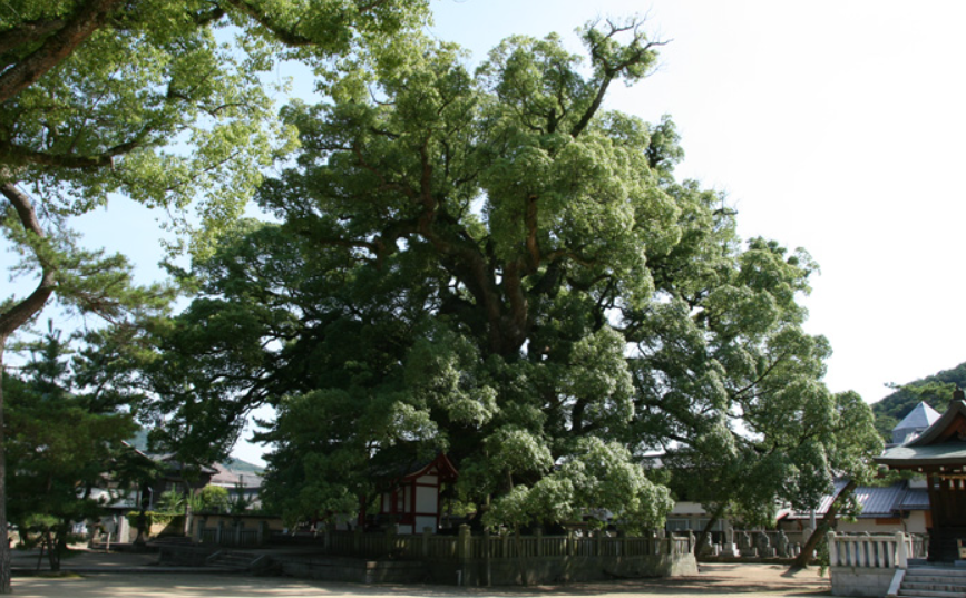 香川県で金運のご利益があるパワースポット第5位：善通寺（ぜんつうじ） 