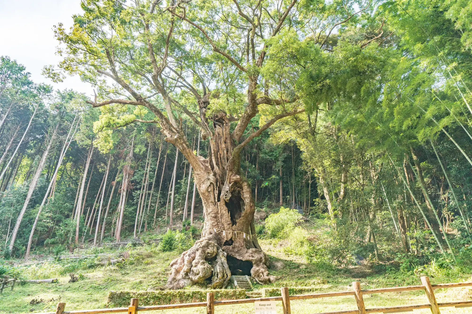 佐賀　厄除け・厄払い　パワースポット：第6位　千栗八幡宮　大楠