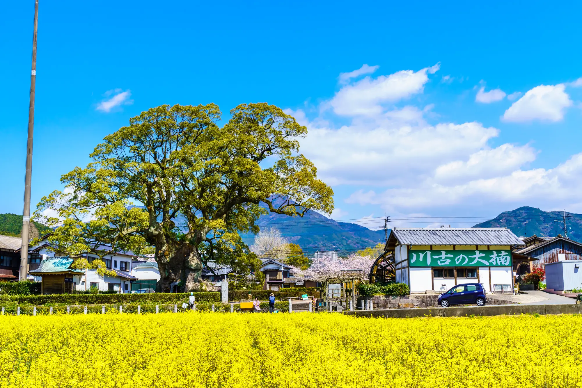 佐賀　パワースポット：第10位　川古の大楠　菜の花