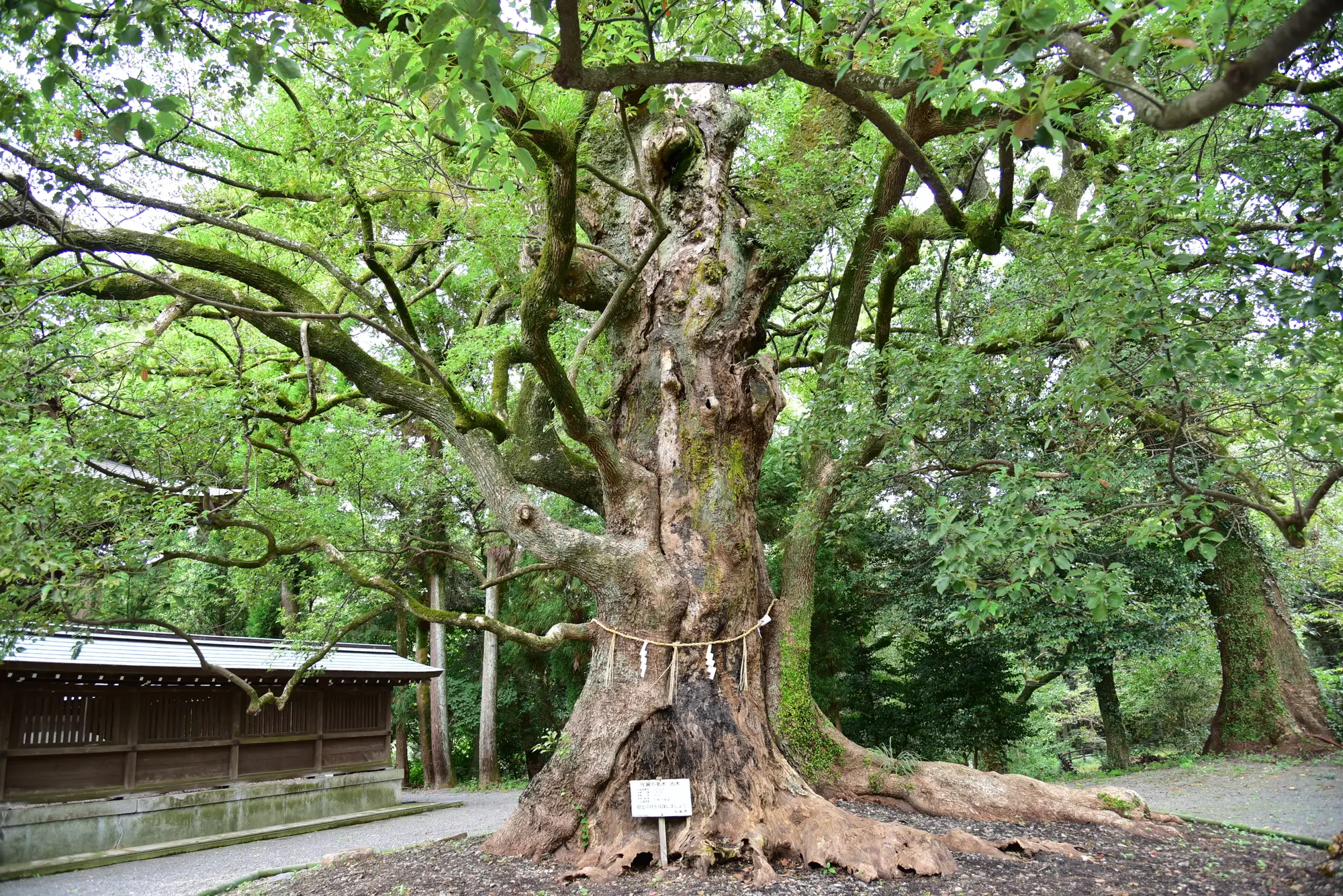 佐賀　金運　パワースポット：第4位　千栗八幡宮　ご神木