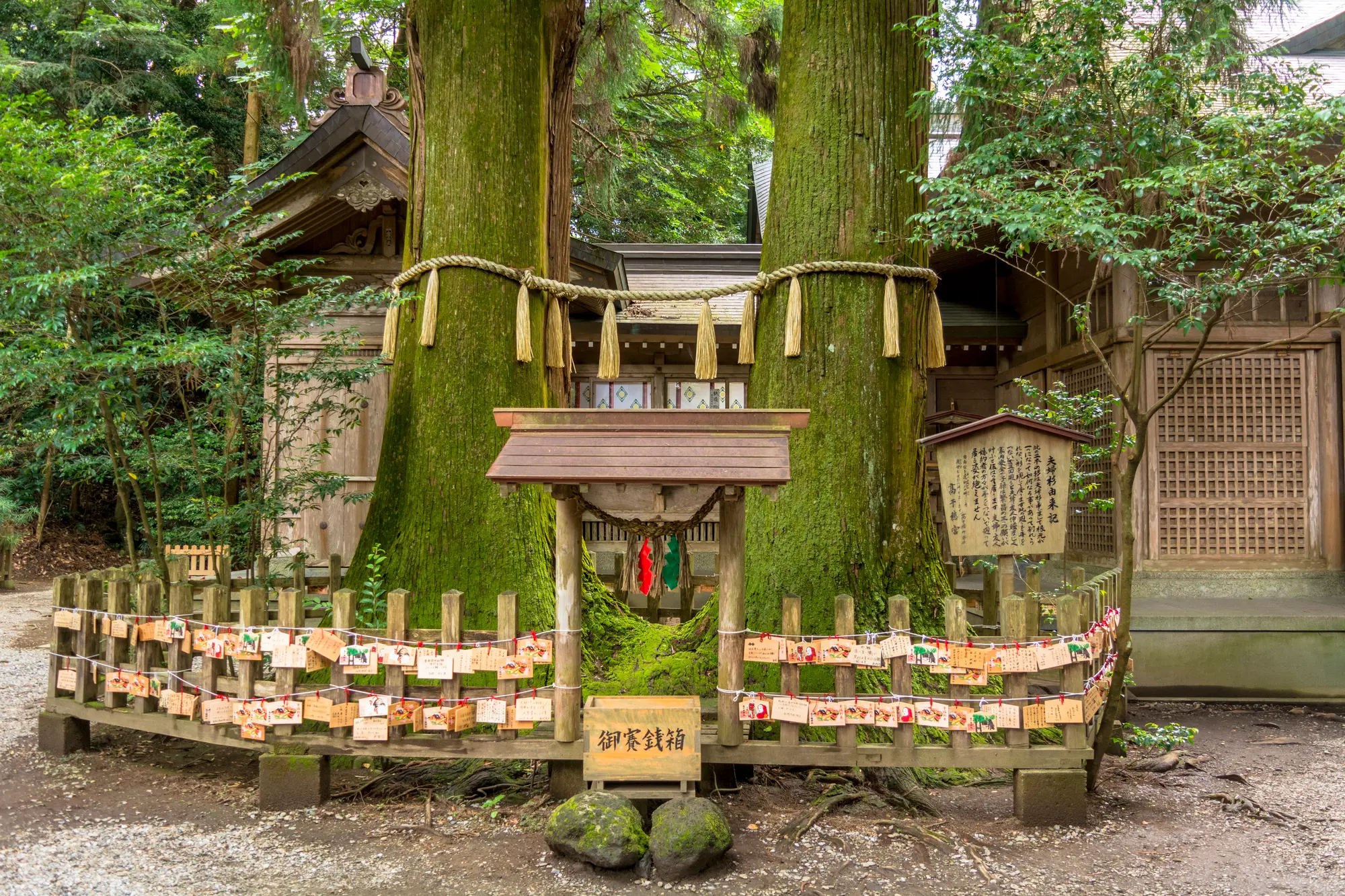 宮崎　パワースポット：第1位　高千穂神社　夫婦杉